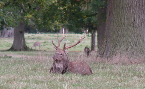 Formosan Sika deer